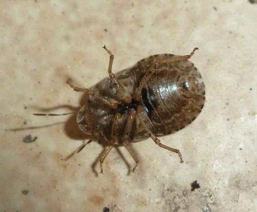 Réf. 235 984 : Sciocoris homalonotus